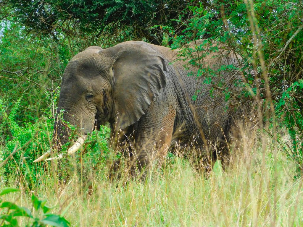wildlife in Rwanda