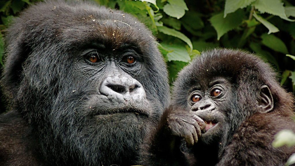 gorilla trekking in Rwanda