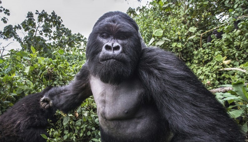 gorilla trekking safety