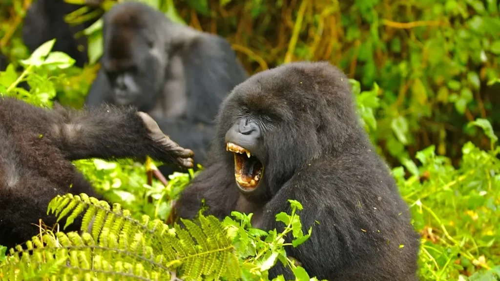 gorilla habituation