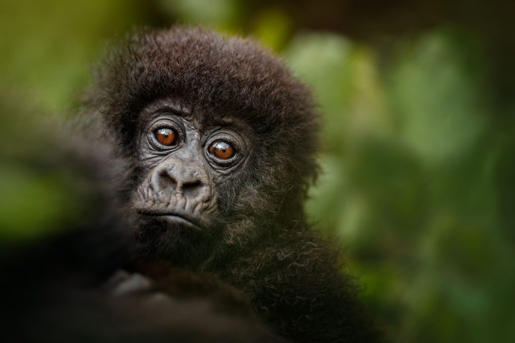 Close-up of a mountain gorilla staring directly at the camera in Volcanoes National Park, Rwanda