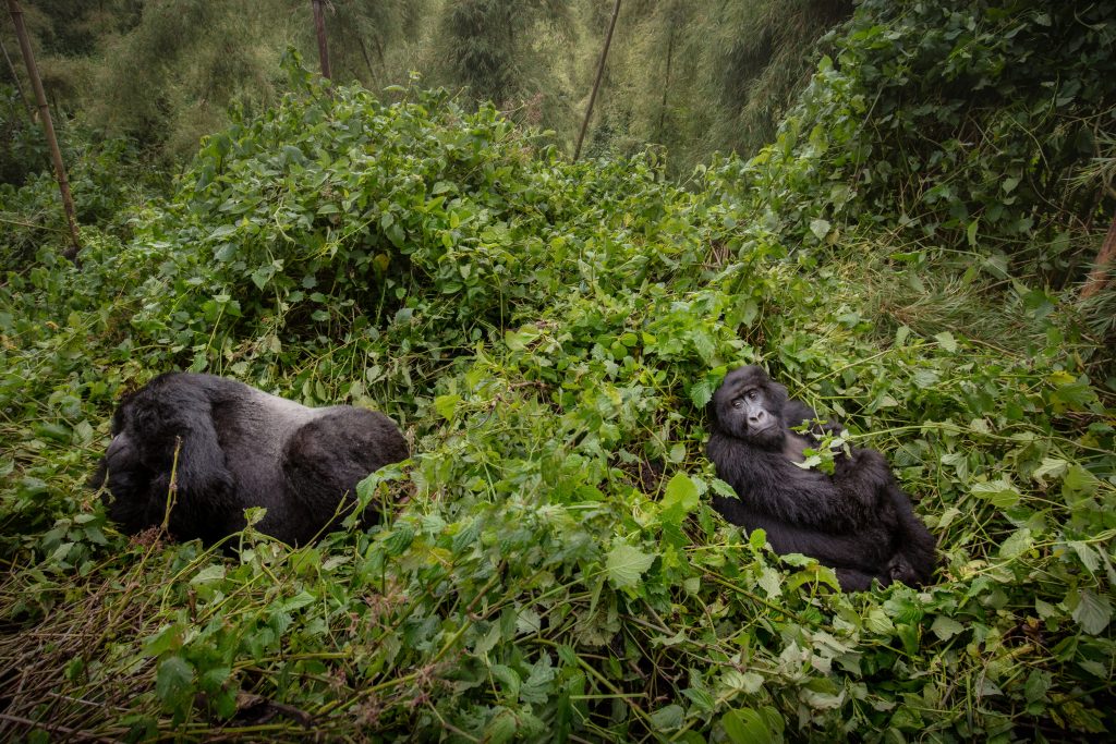 Silverback gorilla gazing directly at the camera in Volcanoes National Park, Rwanda, during a guided trekking tour.