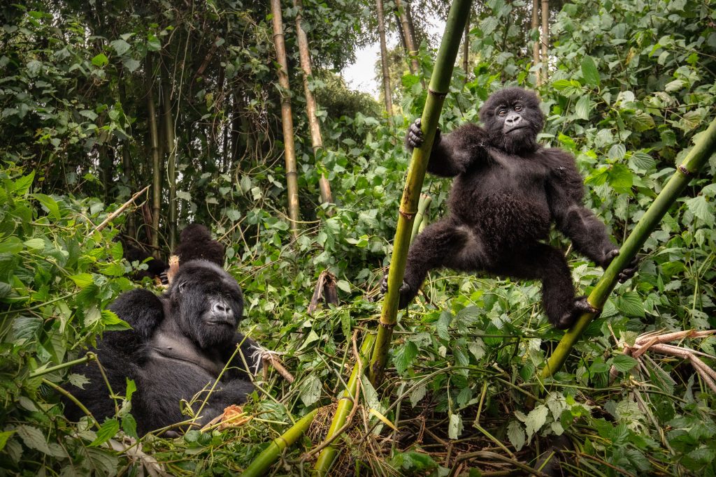 Two gorillas playing together in the dense rainforest of Bwindi Impenetrable National Park, Uganda
