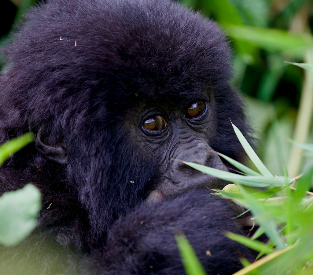 Baby mountain gorilla named at Kwita Izina 2025 in Rwanda’s Volcanoes National Park