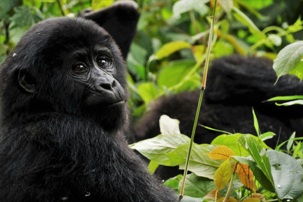 Newborn gorilla at Rwanda’s 20th Kwita Izina conservation ceremony