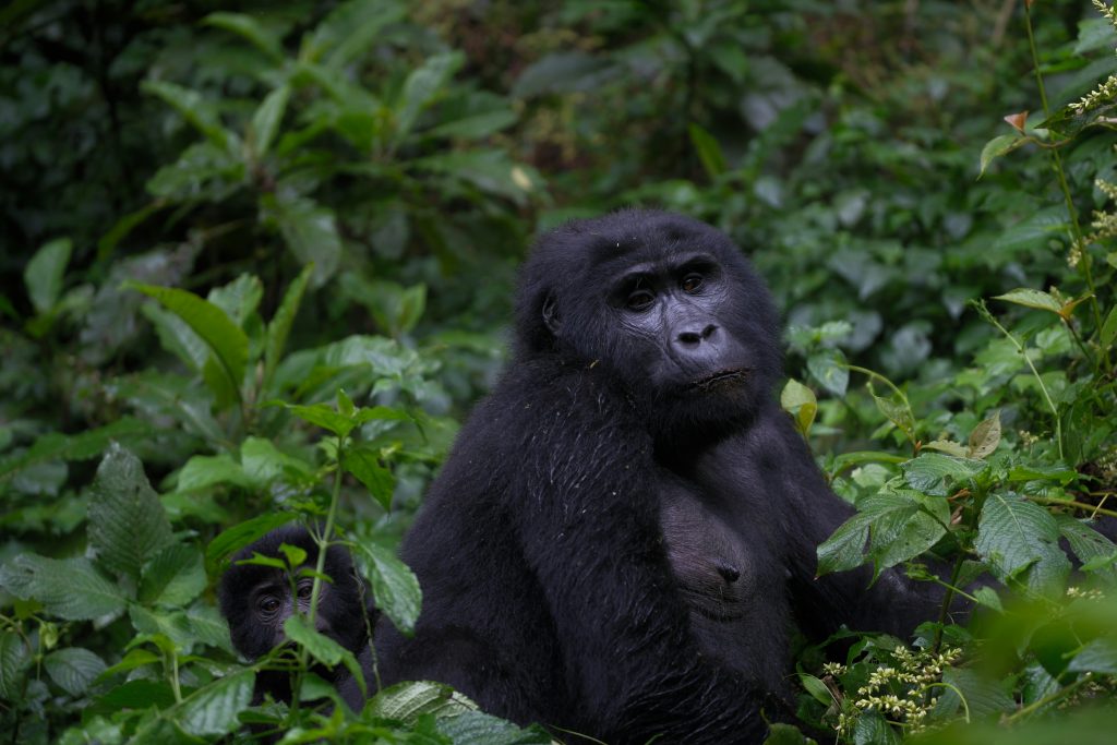 Baby mountain gorilla at Kwita Izina 2025 in Volcanoes National Park, Rwanda